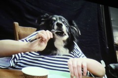 13-Dovednosti-psu-p.-Kalvove